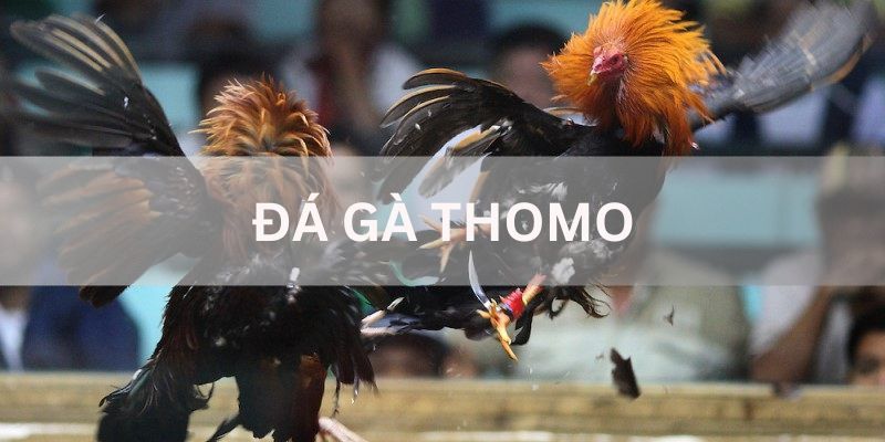 Sơ lược khái quát nội dung về đá gà Thomo