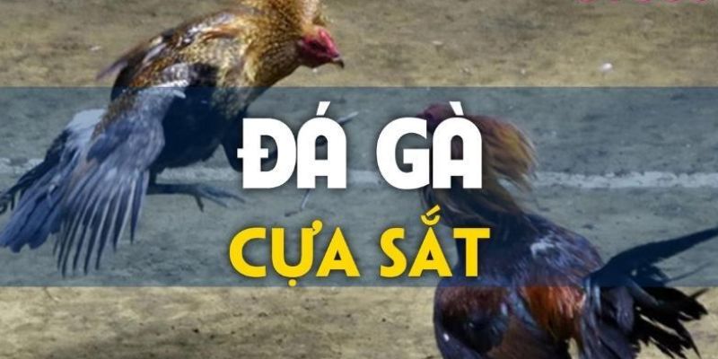 Đá gà của sắt với những màn đấu mãn nhãn